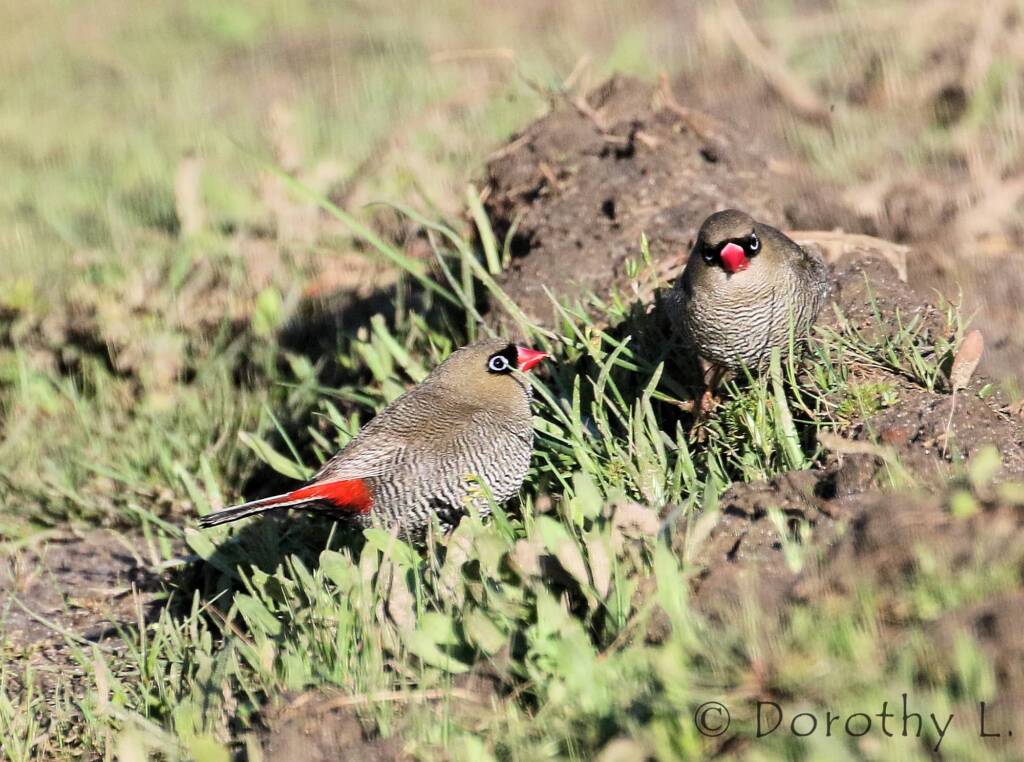 Beautiful Firetail (Stagonopleura bella)