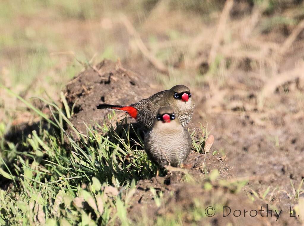 Beautiful Firetail (Stagonopleura bella)