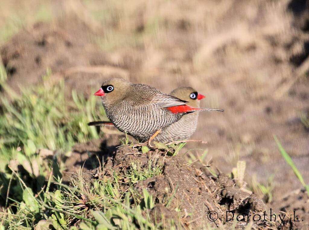 Beautiful Firetail (Stagonopleura bella)