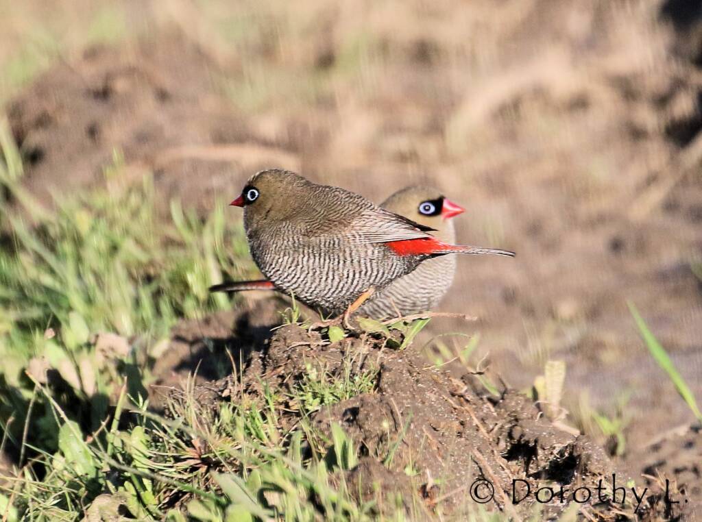 Beautiful Firetail (Stagonopleura bella)