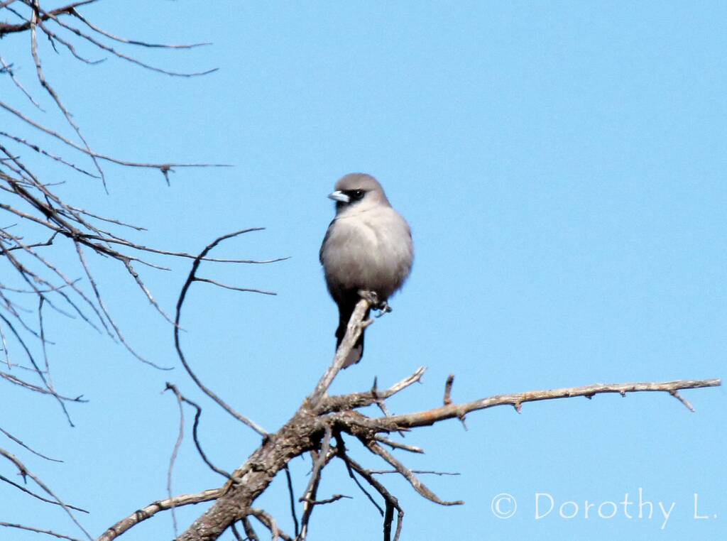Black-faced Woodswallow (Artamus cinereus)