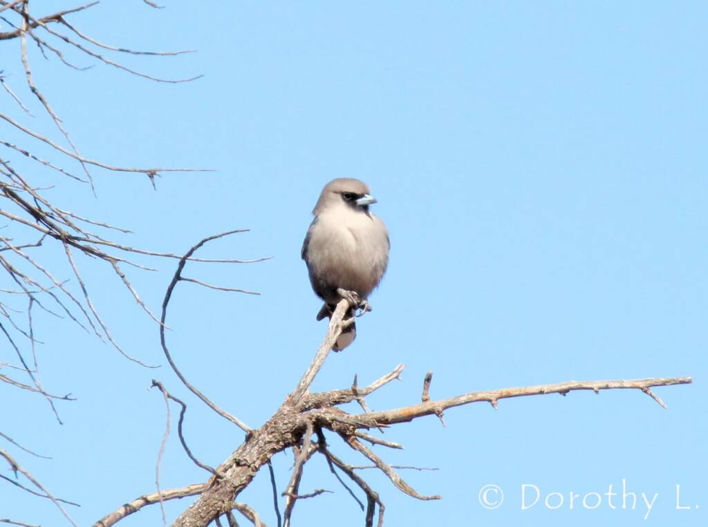 Black-faced Woodswallow (Artamus cinereus)
