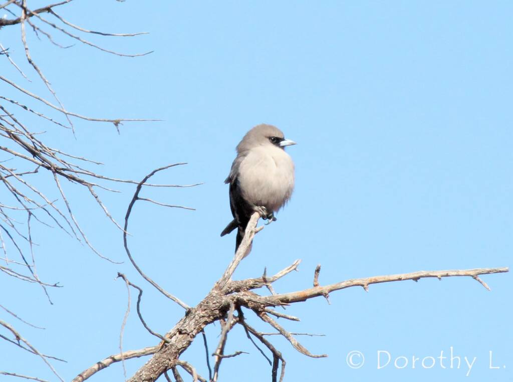 Black-faced Woodswallow (Artamus cinereus)