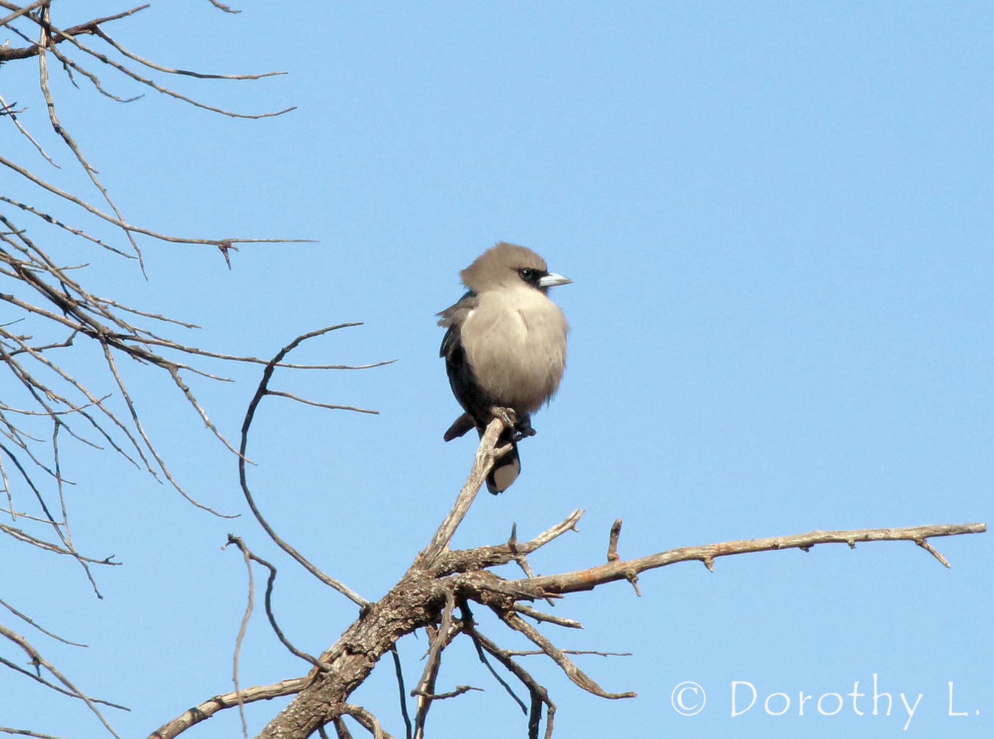 Black-faced Woodswallow (Artamus cinereus)