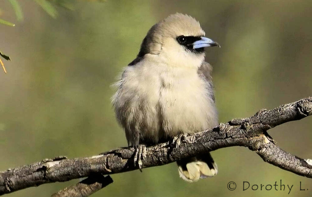 Black-faced Woodswallow (Artamus cinereus)