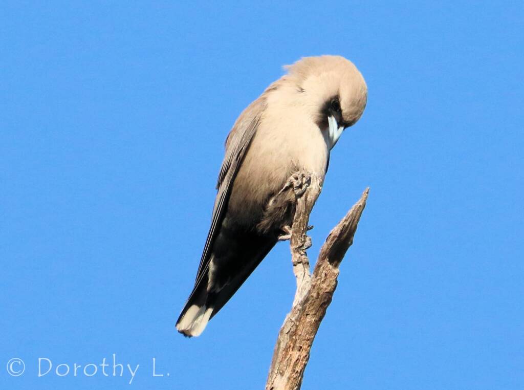 Black-faced Woodswallow (Artamus cinereus)