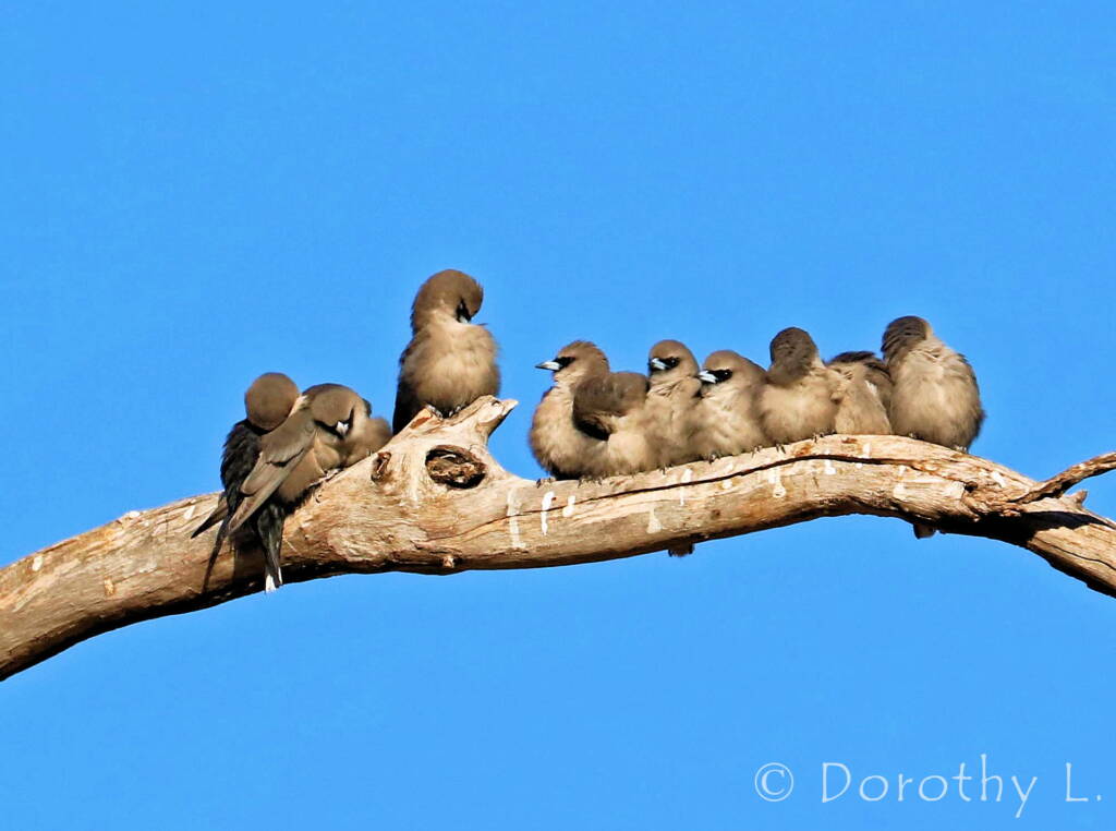 Black-faced Woodswallow (Artamus cinereus)