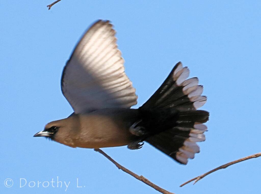 Black-faced Woodswallow (Artamus cinereus)