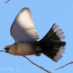 Black-faced Woodswallow (Artamus cinereus)