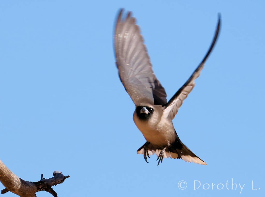 Black-faced Woodswallow (Artamus cinereus)