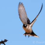 Black-faced Woodswallow (Artamus cinereus)