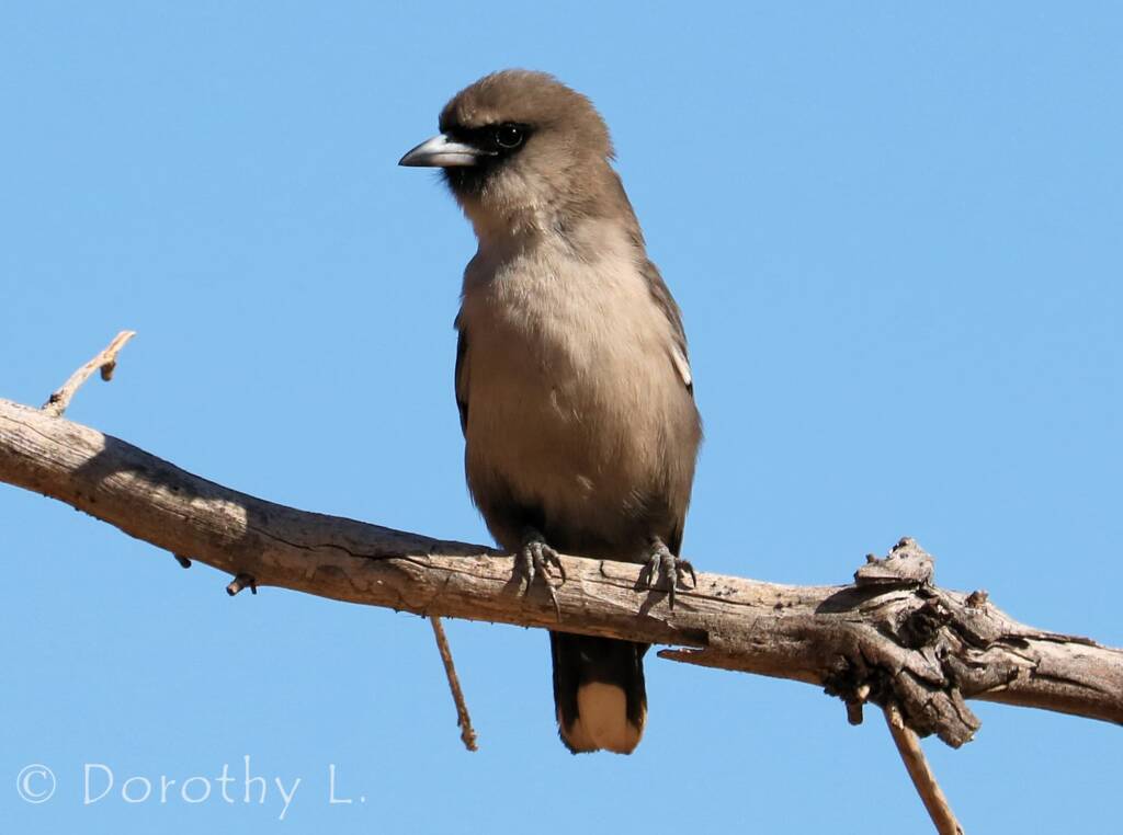 Black-faced Woodswallow (Artamus cinereus)