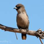 Black-faced Woodswallow (Artamus cinereus)