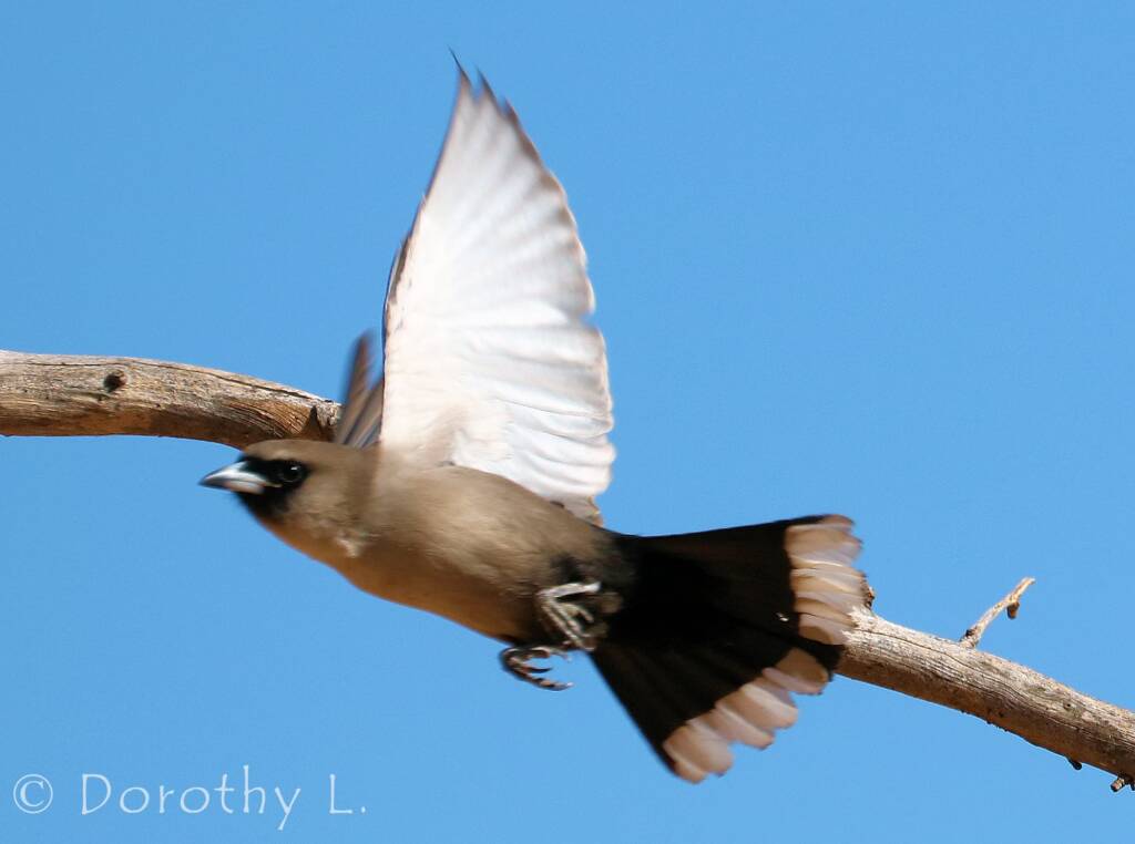 Black-faced Woodswallow (Artamus cinereus)