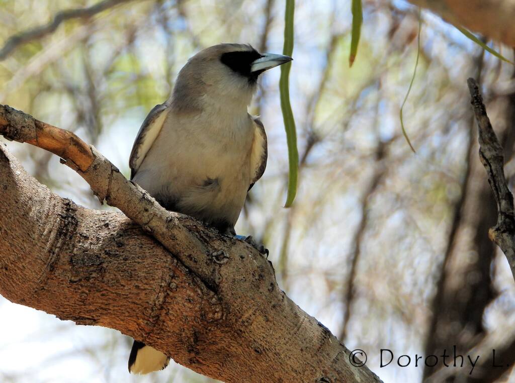 Black-faced Woodswallow (Artamus cinereus)