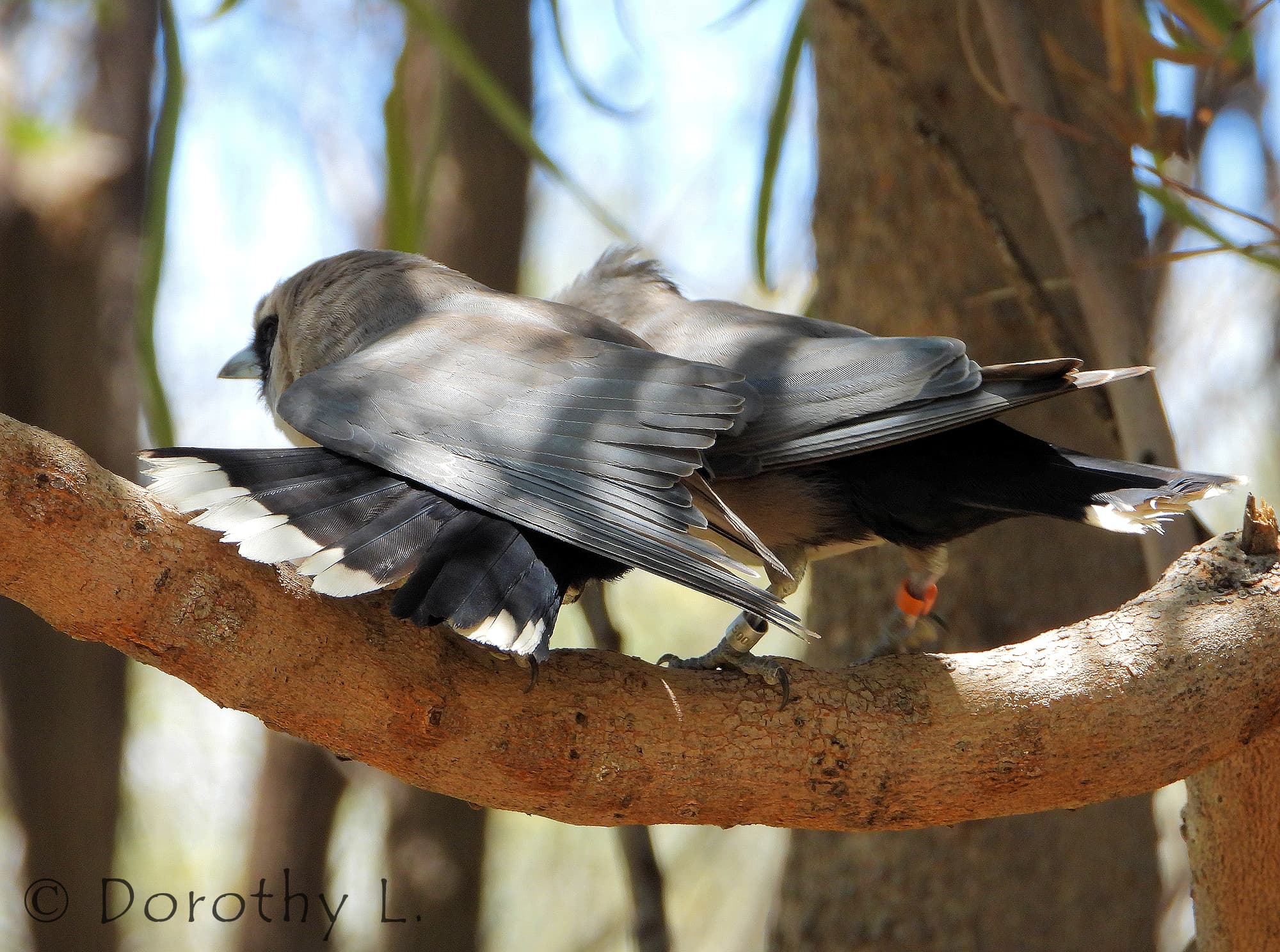Black-faced Woodswallow (Artamus cinereus)