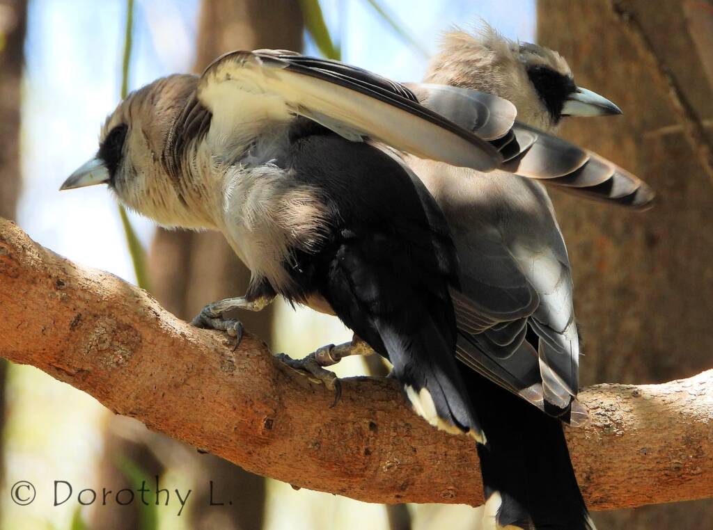 Black-faced Woodswallow (Artamus cinereus)