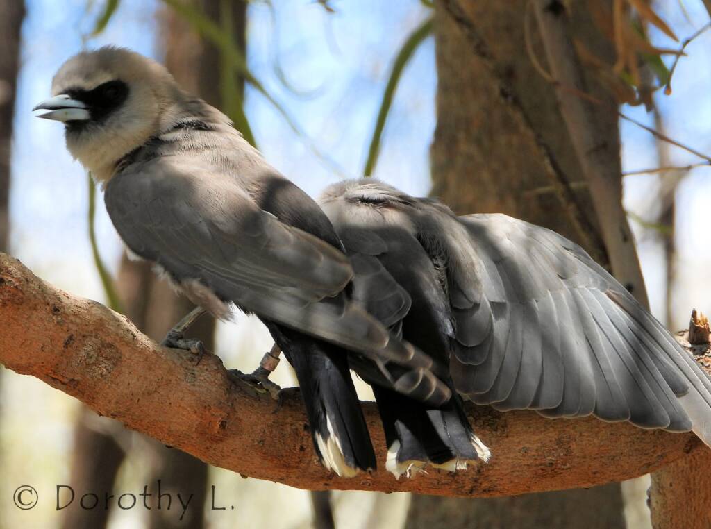 Black-faced Woodswallow (Artamus cinereus)