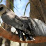 Black-faced Woodswallow (Artamus cinereus)