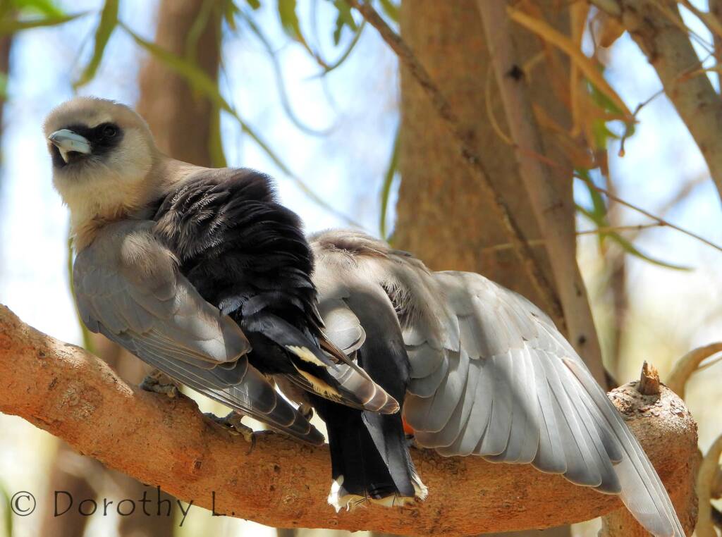 Black-faced Woodswallow (Artamus cinereus)