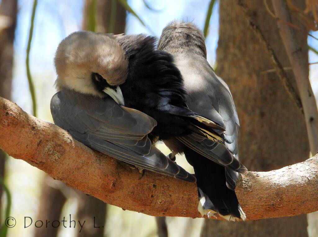 Black-faced Woodswallow (Artamus cinereus)