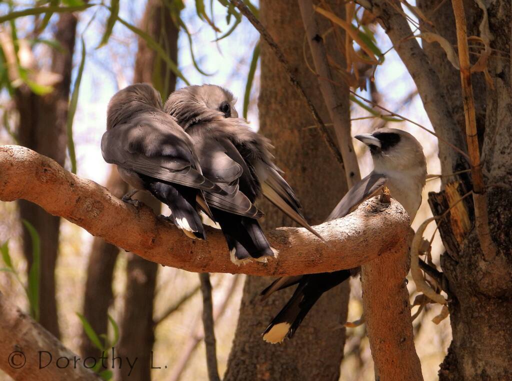 Black-faced Woodswallow (Artamus cinereus)