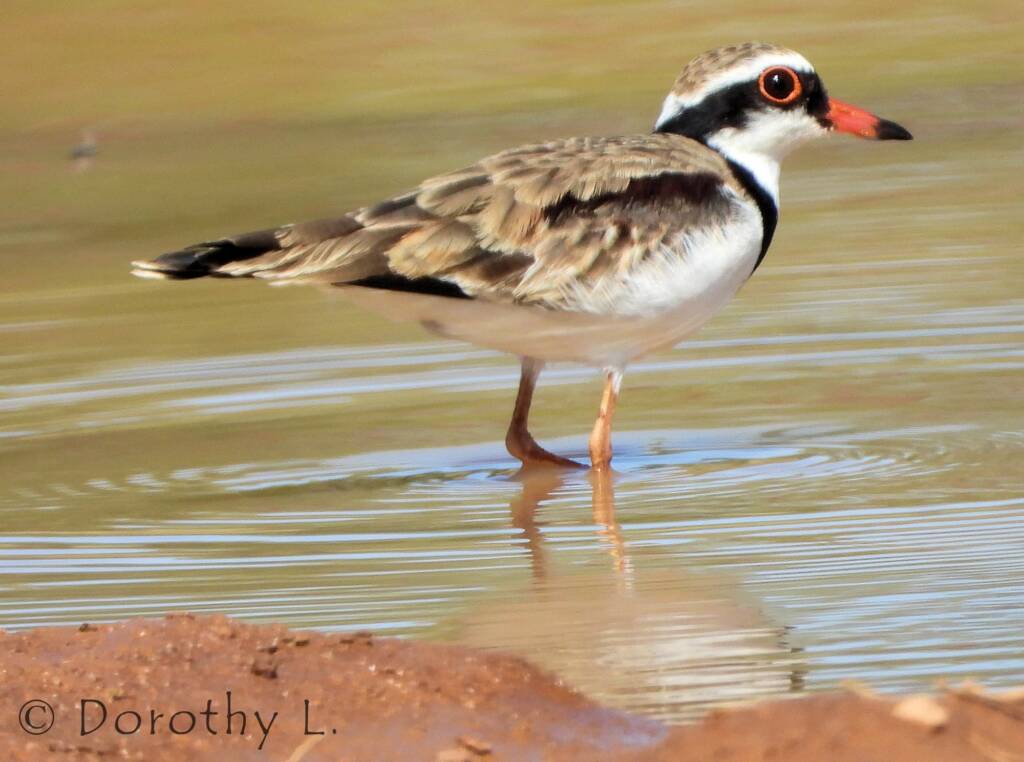Black-fronted Dotterel (Elseyornis melanops)