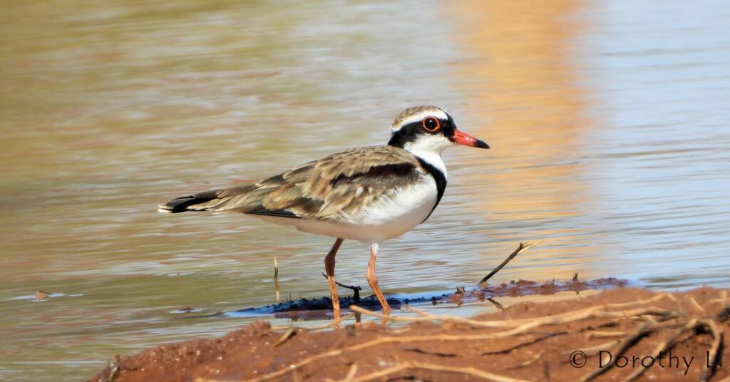 Black-fronted Dotterel (Elseyornis melanops)