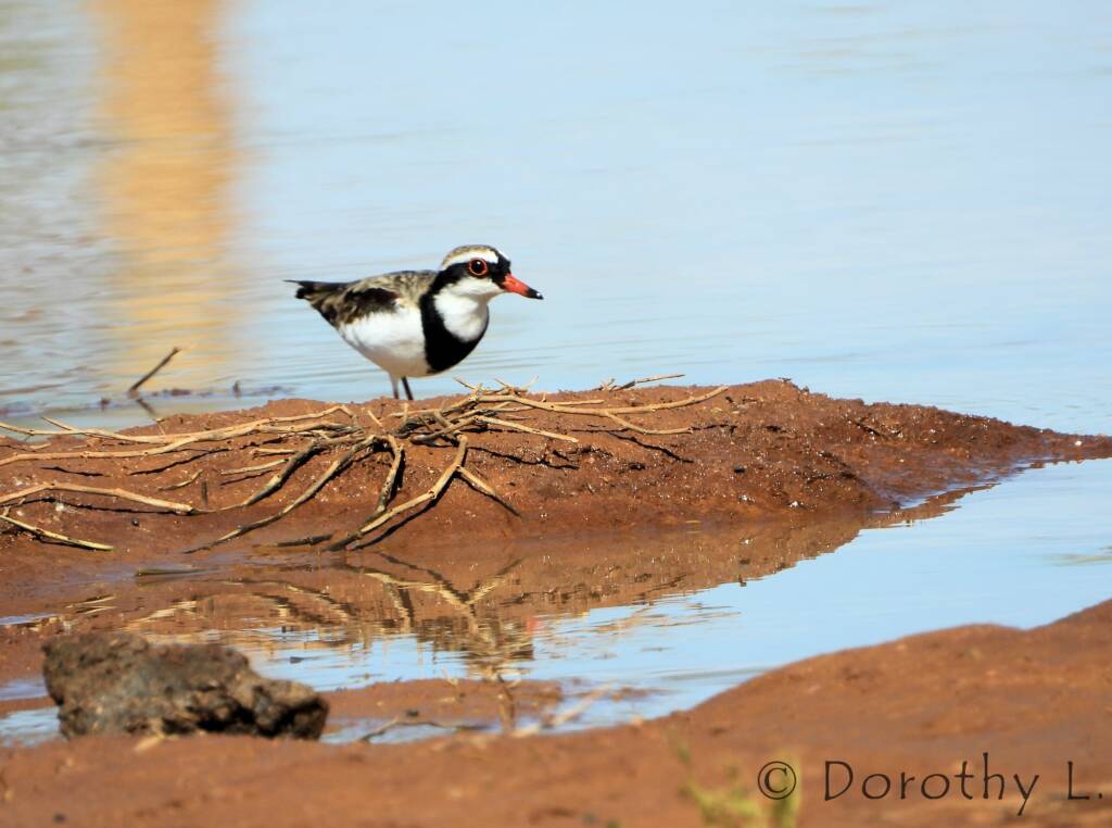 Black-fronted Dotterel (Elseyornis melanops)