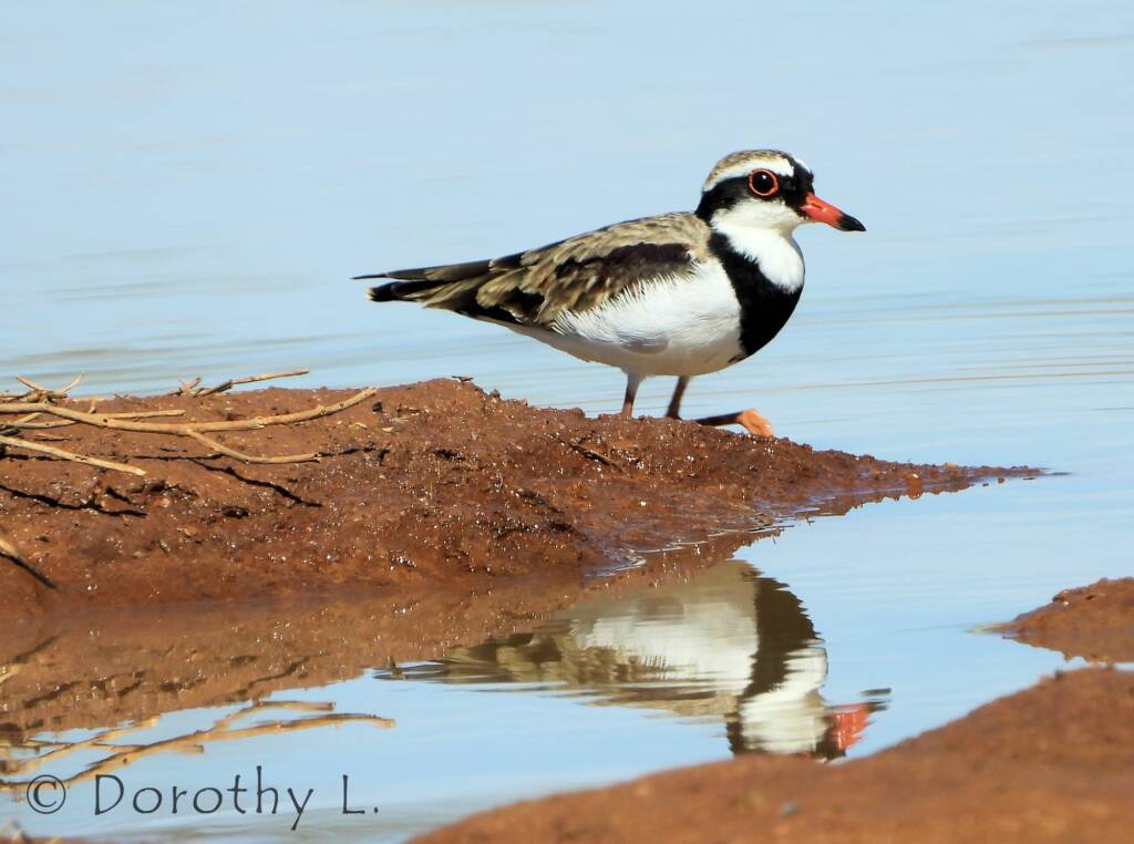 Black-fronted Dotterel (Elseyornis melanops)