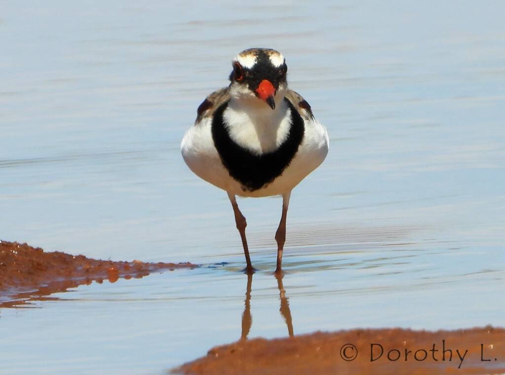 Black-fronted Dotterel (Elseyornis melanops)