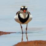 Black-fronted Dotterel (Elseyornis melanops)