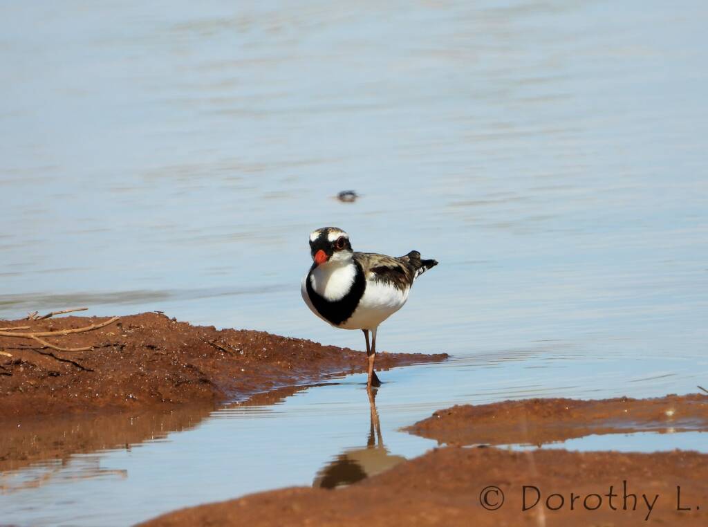 Black-fronted Dotterel (Elseyornis melanops)