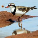 Black-fronted Dotterel (Elseyornis melanops)