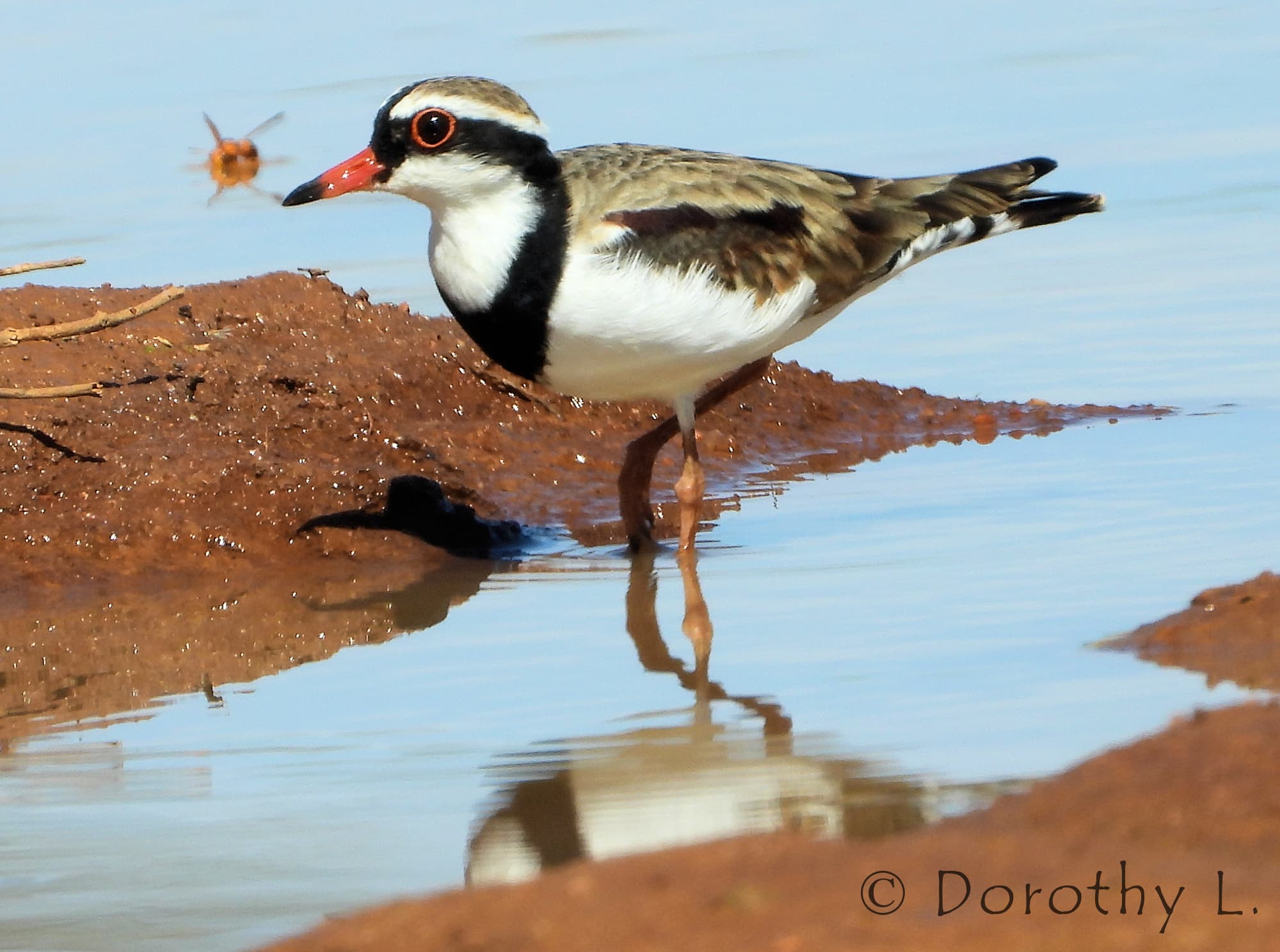 Black-fronted Dotterel (Elseyornis melanops)