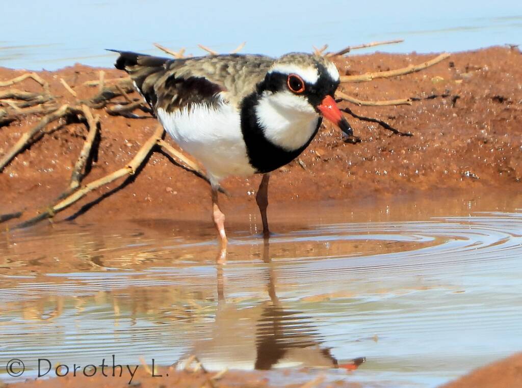 Black-fronted Dotterel (Elseyornis melanops)