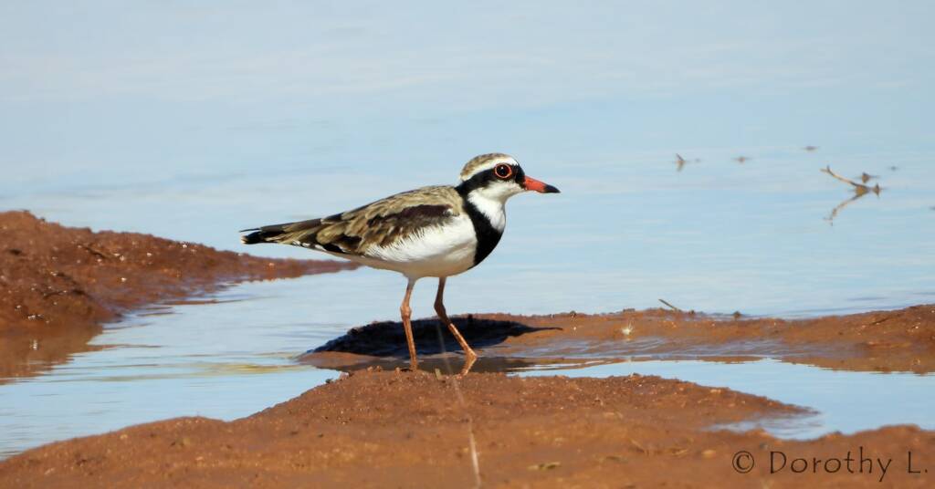 Black-fronted Dotterel (Elseyornis melanops)