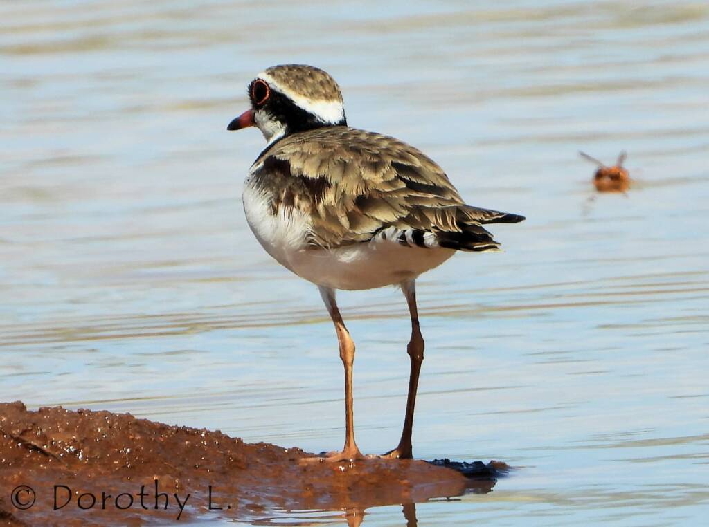 Black-fronted Dotterel (Elseyornis melanops)