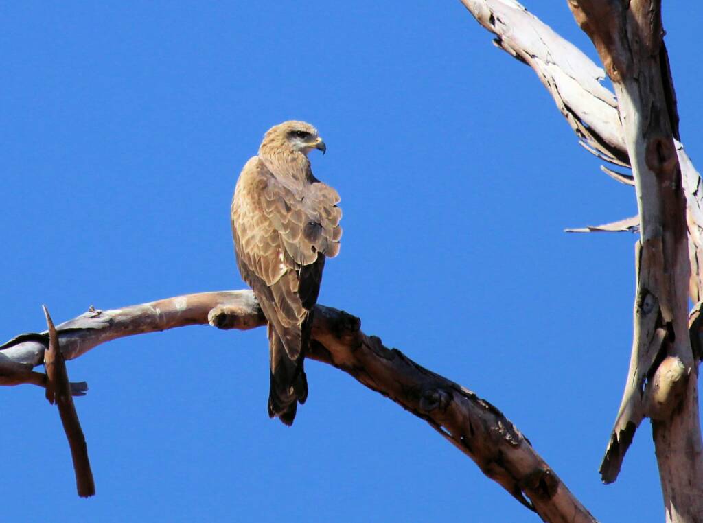 Black Kite (Milvus migrans), Owen Springs, NT