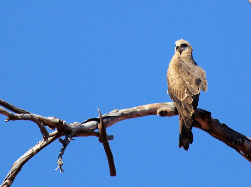 Black Kite (Milvus migrans), Owen Springs, NT