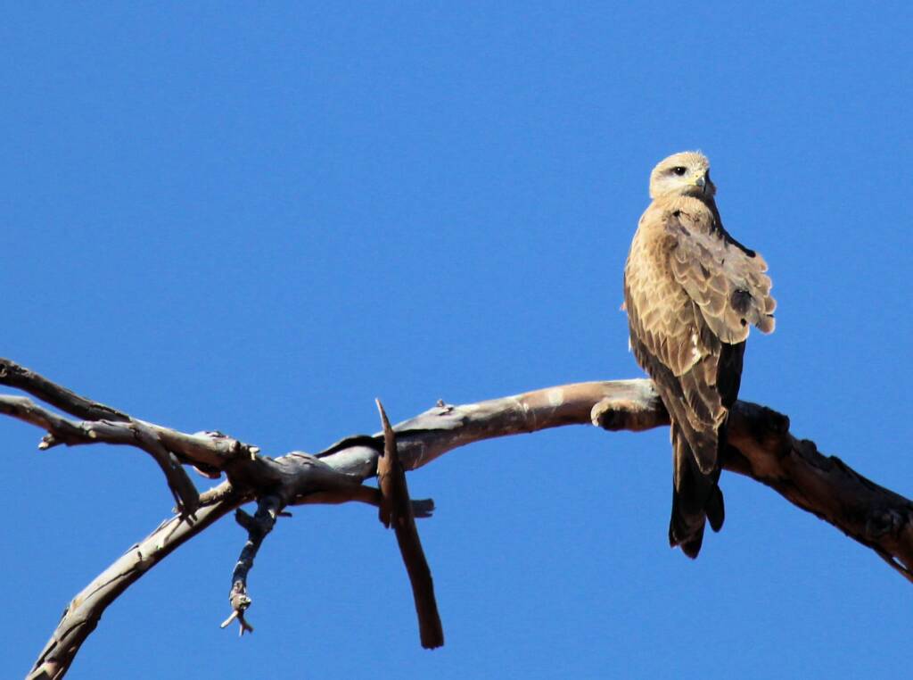 Black Kite (Milvus migrans), Owen Springs, NT
