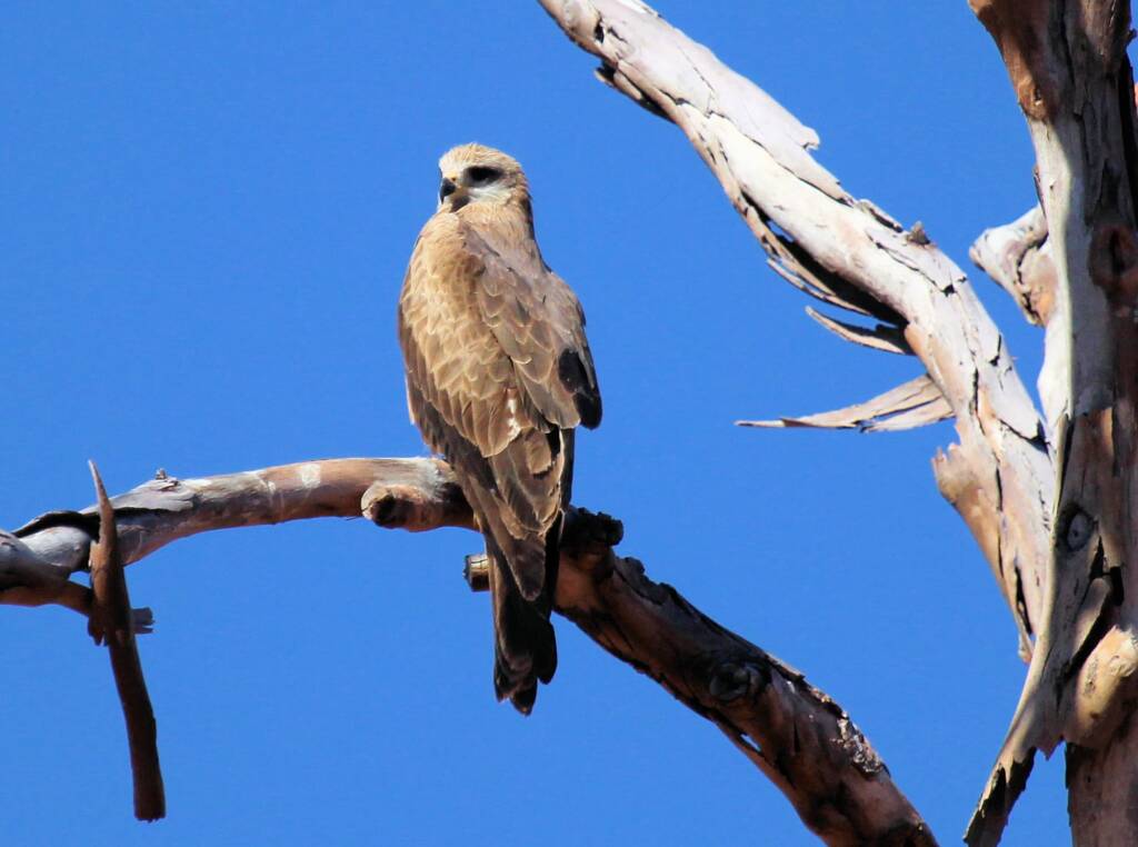Black Kite (Milvus migrans), Owen Springs, NT