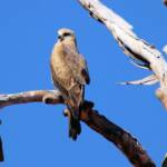 Black Kite (Milvus migrans), Owen Springs, NT