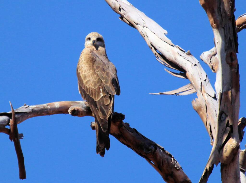 Black Kite (Milvus migrans), Owen Springs, NT