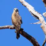 Black Kite (Milvus migrans), Owen Springs, NT