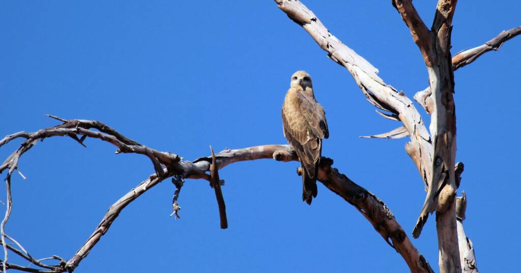 Black Kite (Milvus migrans), Owen Springs, NT