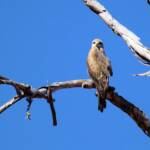 Black Kite (Milvus migrans), Owen Springs, NT