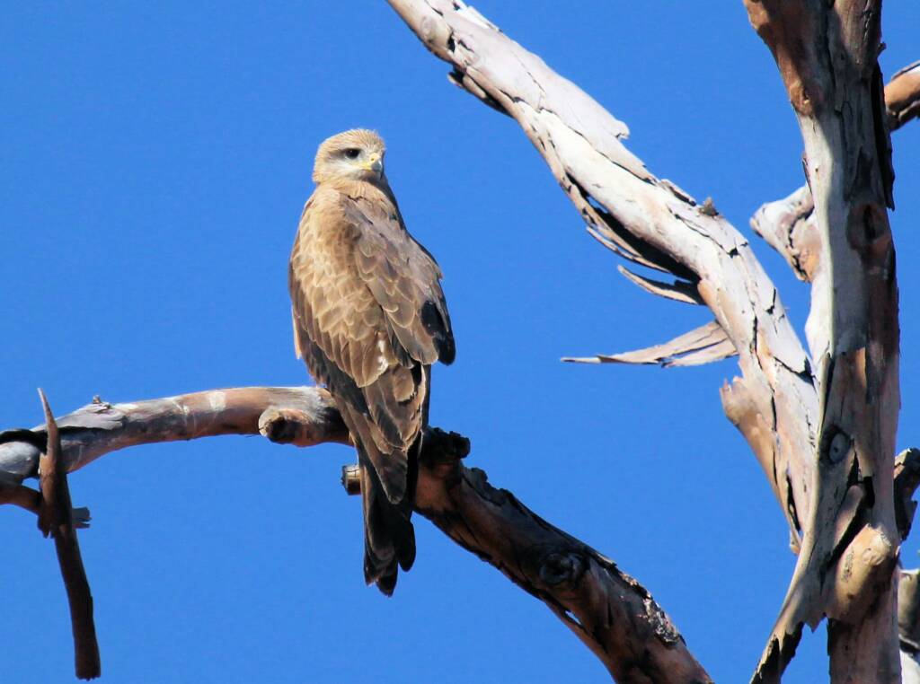 Black Kite (Milvus migrans), Owen Springs, NT
