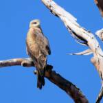 Black Kite (Milvus migrans), Owen Springs, NT