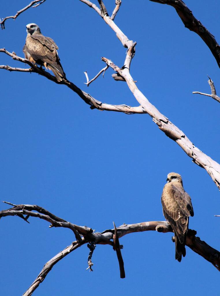 Black Kite (Milvus migrans), Owen Springs, NT
